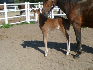 Denne fine lille dame er efter Racer Bourbon - Miss Conch Guy