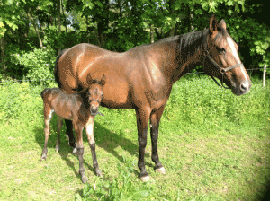 Priceless Woman med Colonial Downs efter Great Challenger,