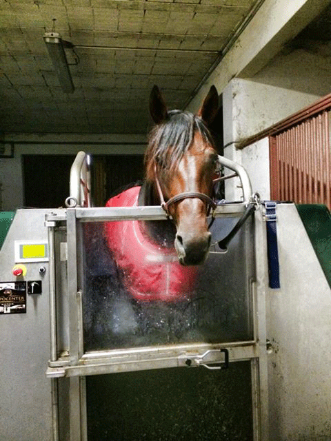 Efter et hårdt løb og en lang køretur nyder Repay Merci at være i spa-badet hos Fabrice Souloy. Foto Michelle Mønster,