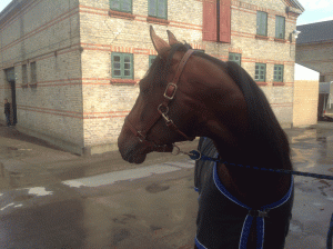 Tiger Woods As . da han besøgte Lunden.