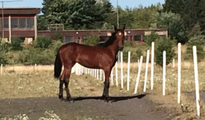 Born to Race - første dansk afkom efter Broad Bahn