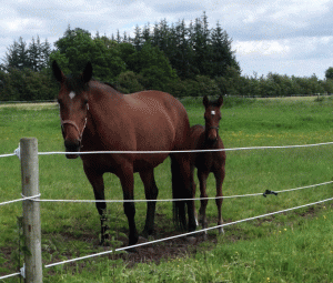 Chynatown med hingstføl efter Dream Vacation