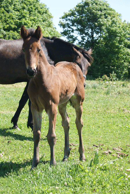 Lillesøster til Ravenna  efter ENS Snapshot . Coccola Jet.