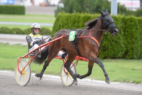 D'One - trænes af Roger Walmann og køres af Ôrjan Kihlström kan skrive historie i Stochampionatet i eftermiddag.,