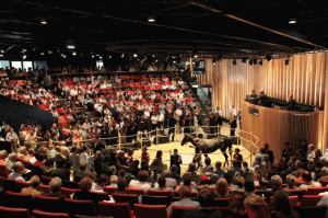 Fra auktionshallen i Deauville