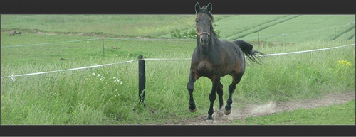 ENS Snasphot - hans afkom vandt bรฅde hingste og hoppeafdelingen i Dansk Avlslรธb