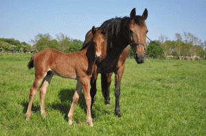 Golden Sugar med hingstfføl efter Trophy Catch,