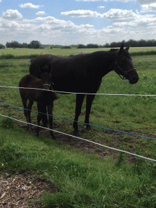 Jetset Queen med hoppeføl efter Super Photo Kosmos