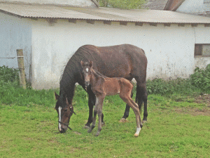 Mindy Simoni med føl efter Olimede