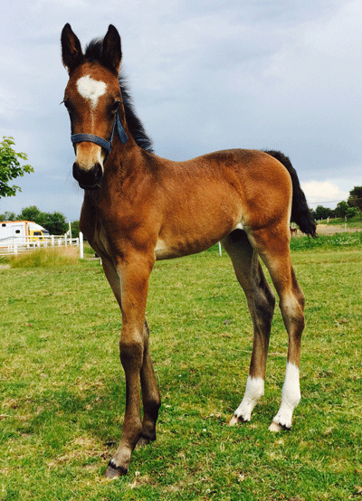 Hingstføl ved ENS - Snapshot - Pearsall Delivery