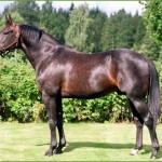 Pine Chip havde to danske vindere på Halmstad Travet søndag eftermiddag