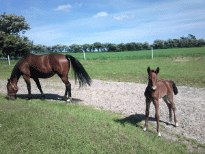 Puk Egely med føl efter Blue Mac Lad.