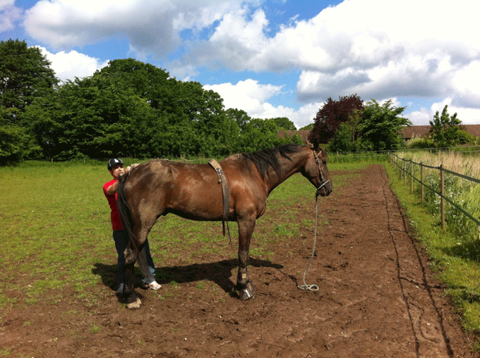 Rapide Lebel i folden hos Axel Jacobsen før starten i Copenhagen Cup 2012.