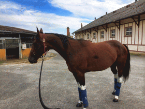 Repay Merci - ny sejr i Frankrig, omend det kneb denne gang. Foto Michelle Mnster