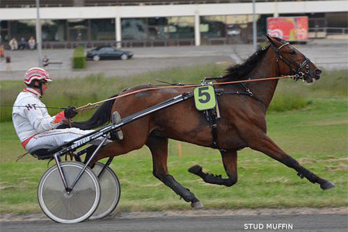 Stud Muffin venter Henrik Thomsen sig meget af. Foto Jan Pedersen