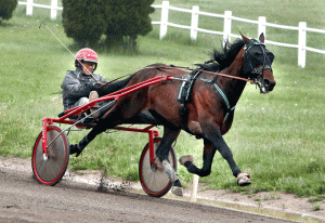 Uncle Peter blev trænet af erfarne Tommy Zackrission mandag formiddag på Kalmar Travet Kanal 75